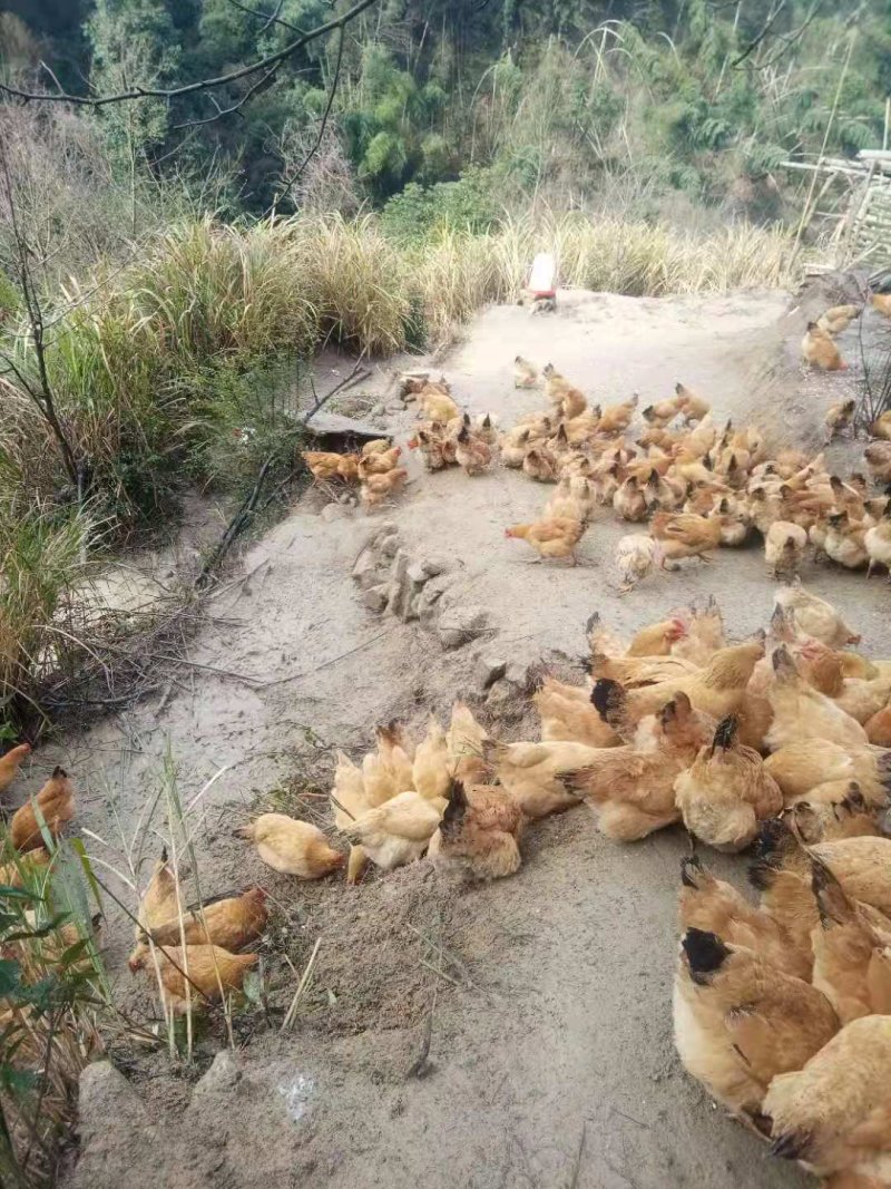 晓三妹养殖场，让您的餐桌更加丰盛