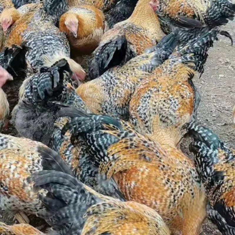养殖场租赁合同：避免陷阱的策略